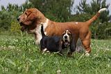 BASSET HOUND 021